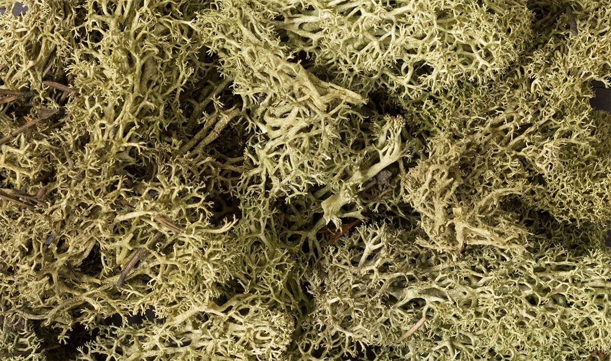 Woodland Scenics WDS L161 WDS161 Lichen - Spring Green NEW