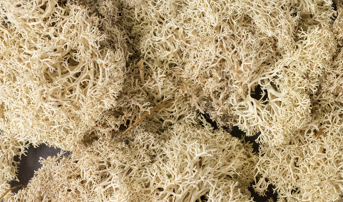 Woodland Scenics WDS L166 WDS166 Lichen - Natural NEW